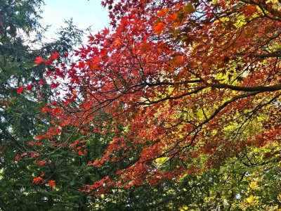 Acer palmatum 'Atropurpureum'
